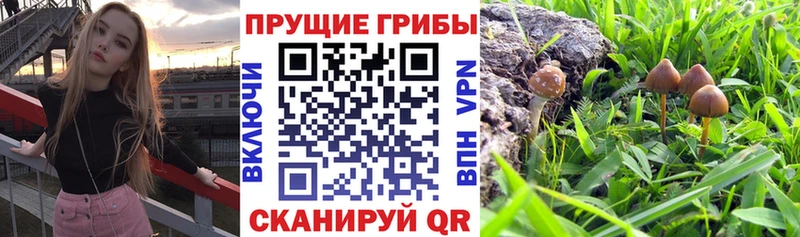 hydra как войти  Поронайск  Галлюциногенные грибы Magic Shrooms  где можно купить  
